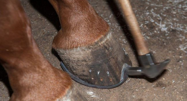 Proč potřebujete a jak správně podkovat koně, typy struktur